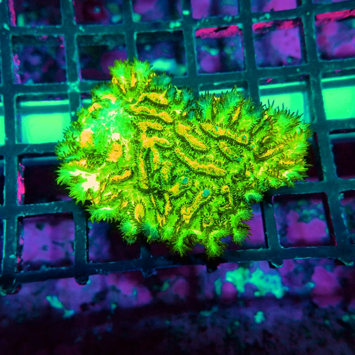 JF Lime Light Hydnophora (Hydnophora exesa)