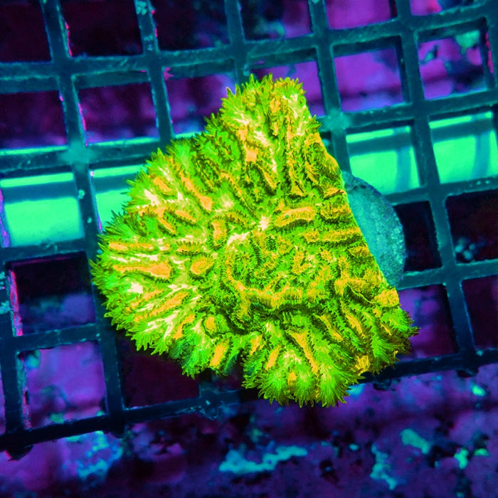 JF Lime Light Hydnophora (Hydnophora exesa)