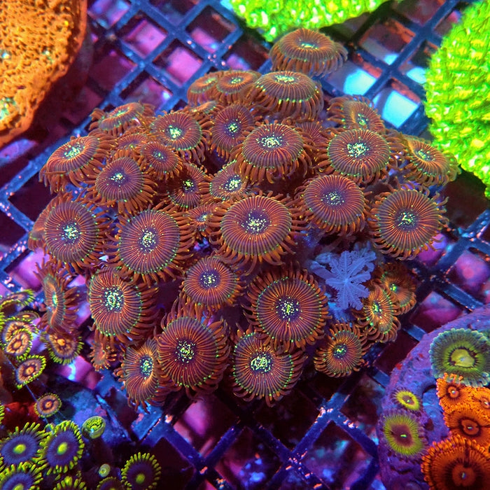 Zoas Ultra Colony
