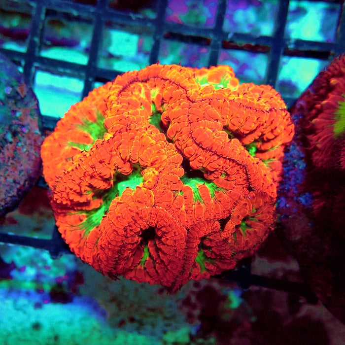 Blastomussa Premium Colony