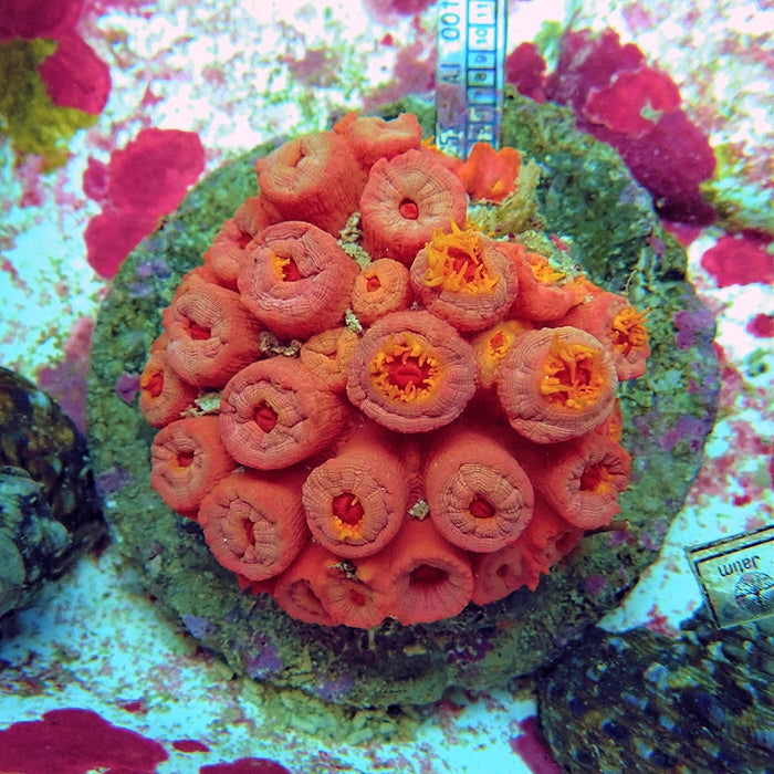 Tubastraea Coral Colony