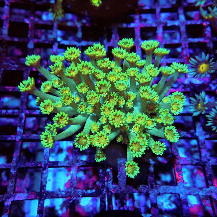 Goniopora Long Polyps Premium Colony L
