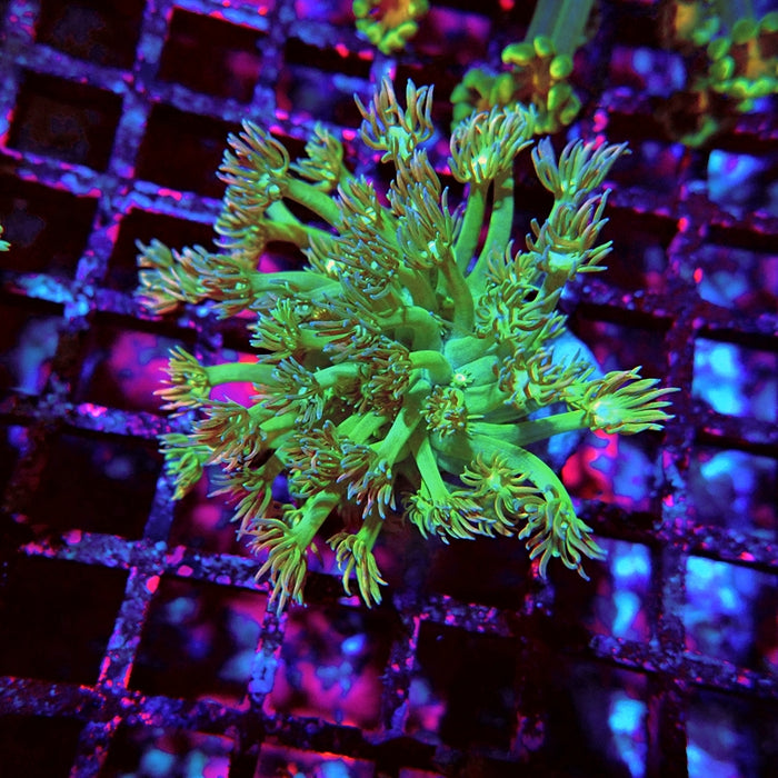 Goniopora Mini Colony