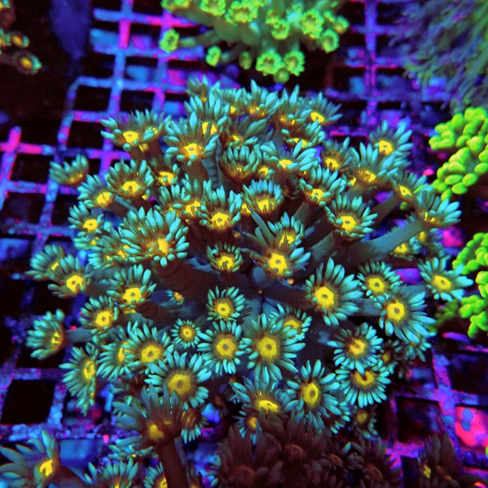 Goniopora Long Polyps Premium Colony L