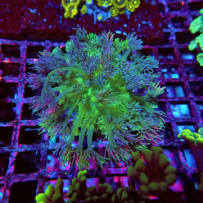 Goniopora Mini Colony