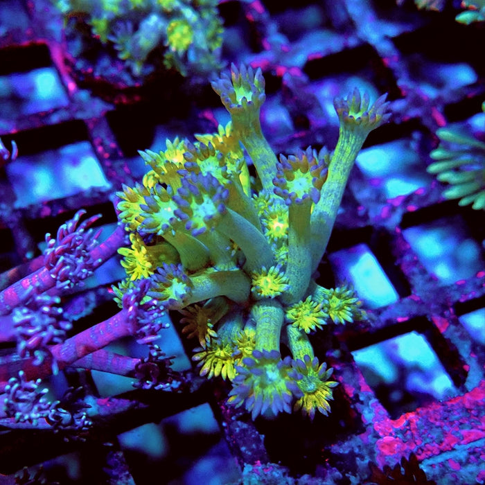 Goniopora Dark Yellow
