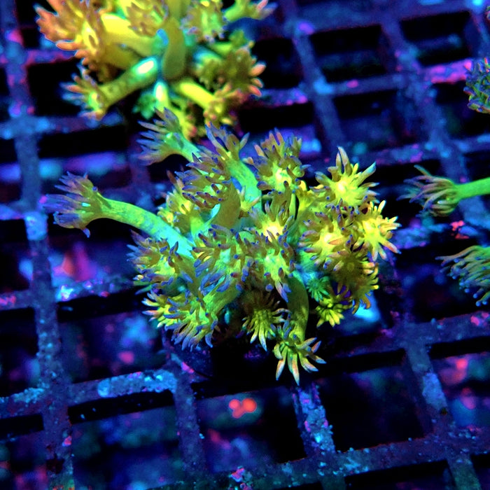 Goniopora Dark Yellow