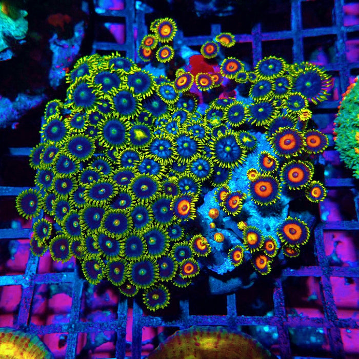 Mix Zoas Premium Colony