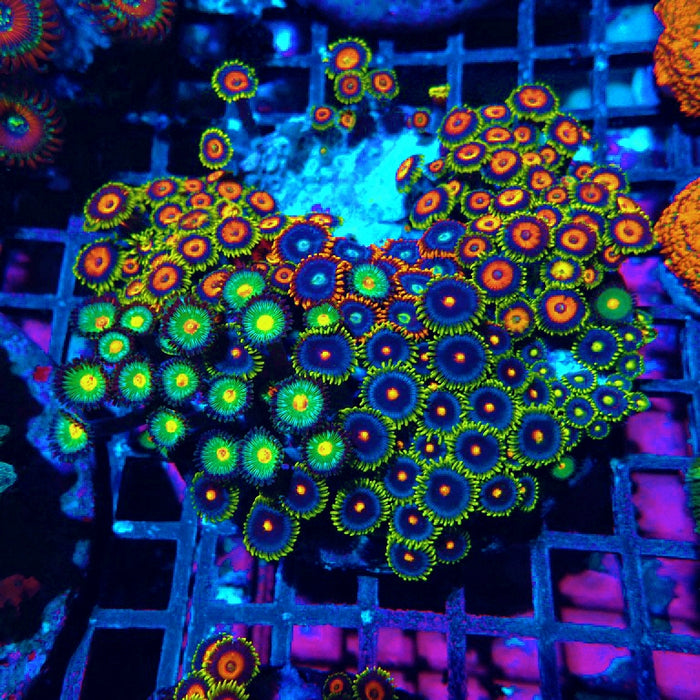 Mix Zoas Premium Colony