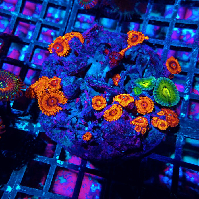 Mix Zoas Premium Colony