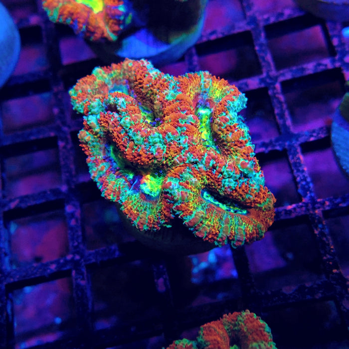 Acan Lord Ultra Frag