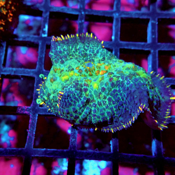 Rhodactis Blue Rainbow Spots Premium