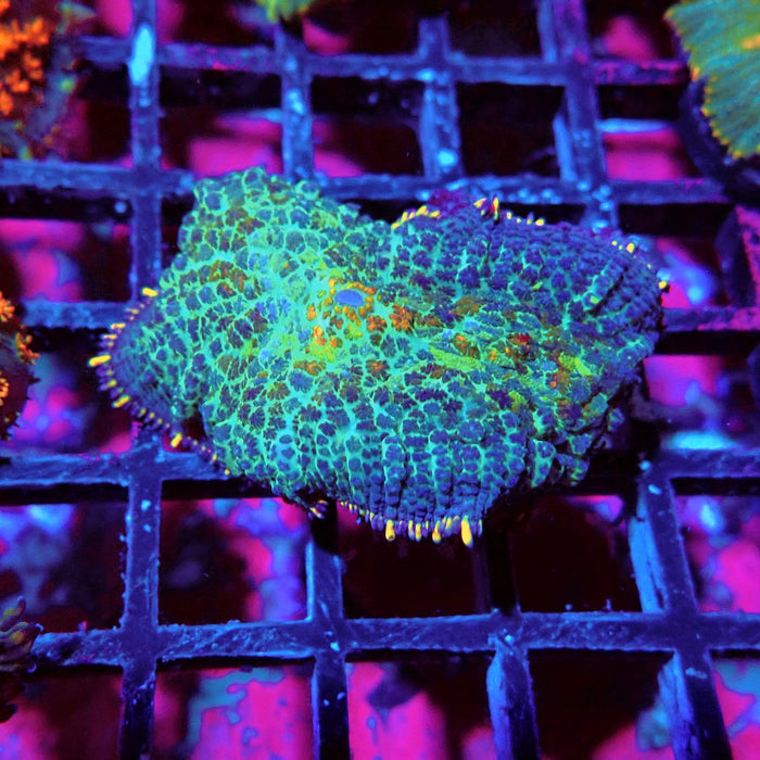 Rhodactis Blue Rainbow Spots Premium