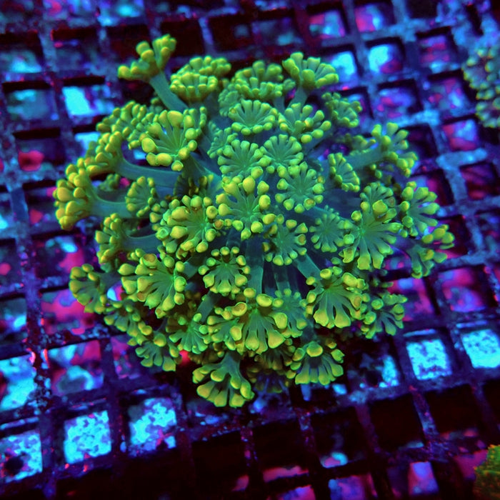 Alveopora Mini Colony