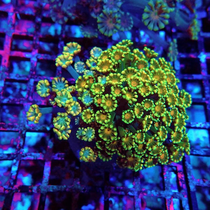 Alveopora Mix Premium