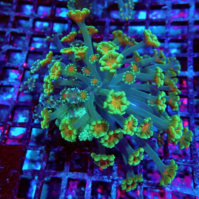 Alveopora Mix Premium