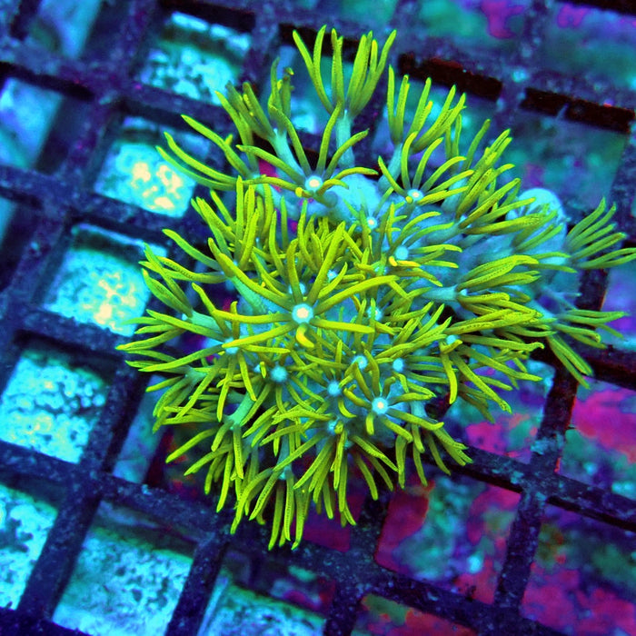 Green Star Polyp Coral