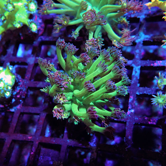 Goniopora Green-Purple Yellow Center