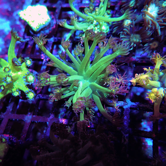 Goniopora Green-Purple Yellow Center