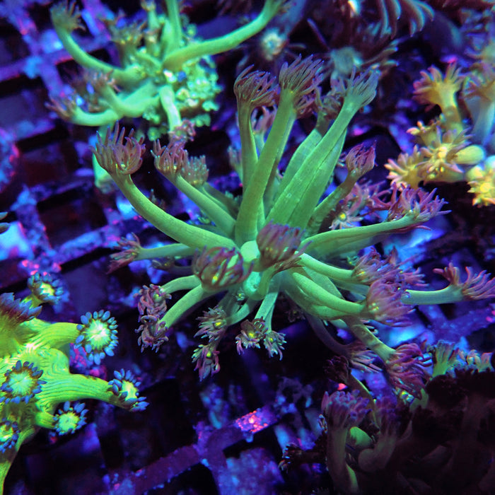 Goniopora Green-Purple Yellow Center