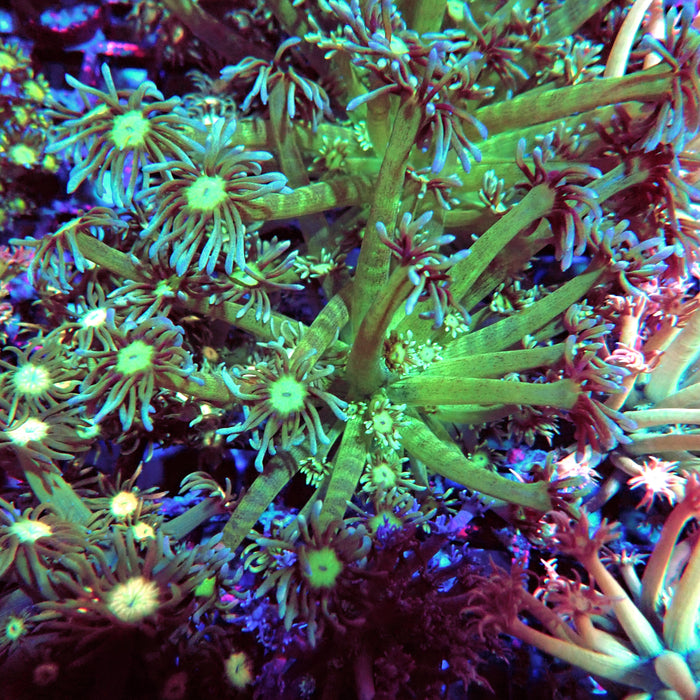 Goniopora Big Fat Polyp