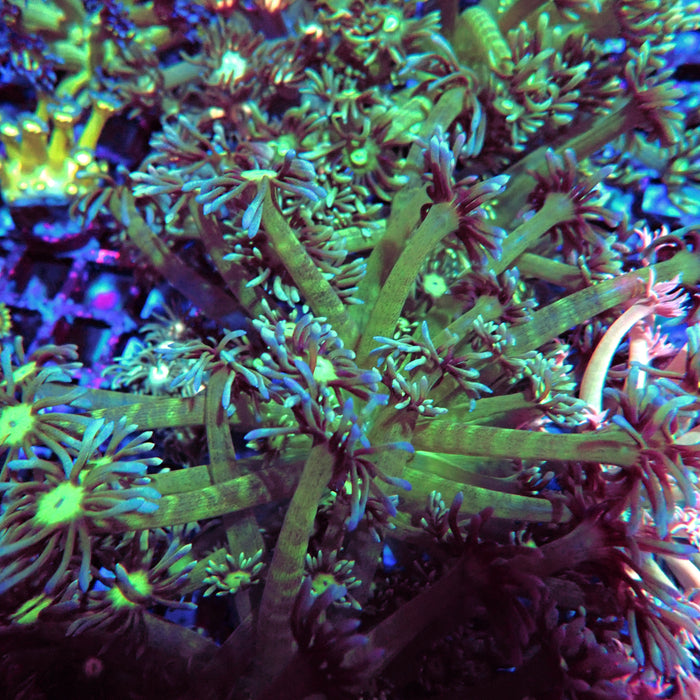 Goniopora Big Fat Polyp