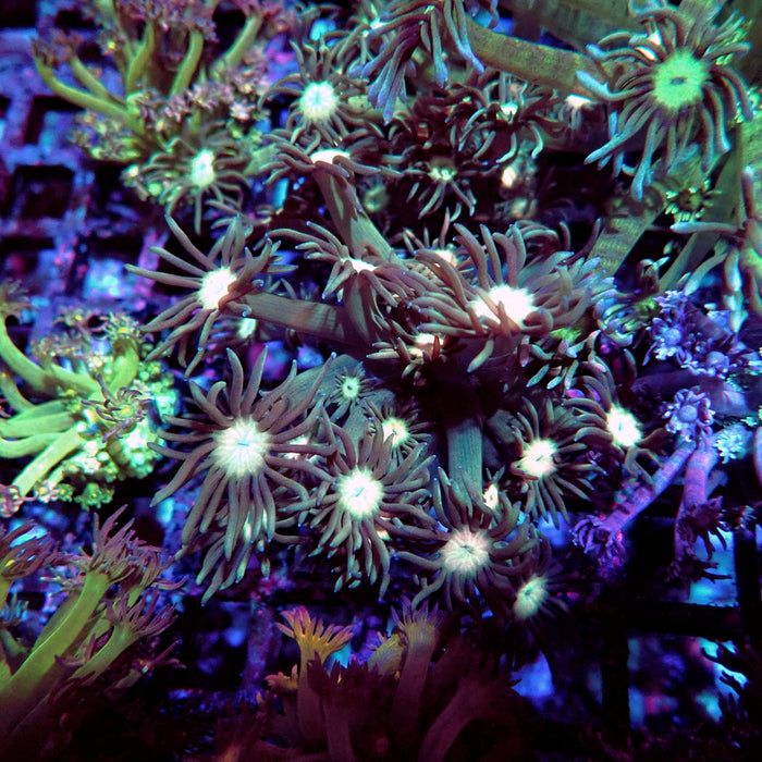 Goniopora Green Light Center