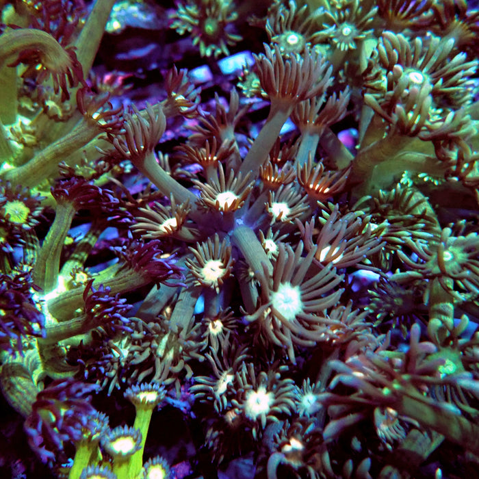 Goniopora Green Light Center