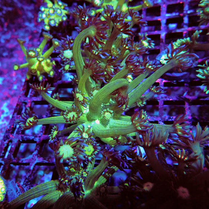 Goniopora Fake Glitter Contrast Long Polyps