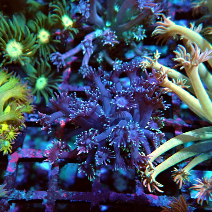 Goniopora Purple