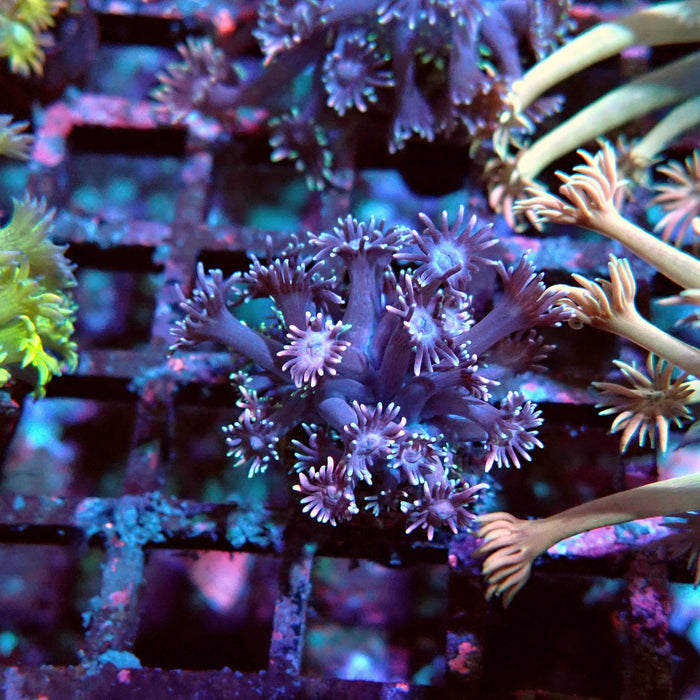 Goniopora Purple