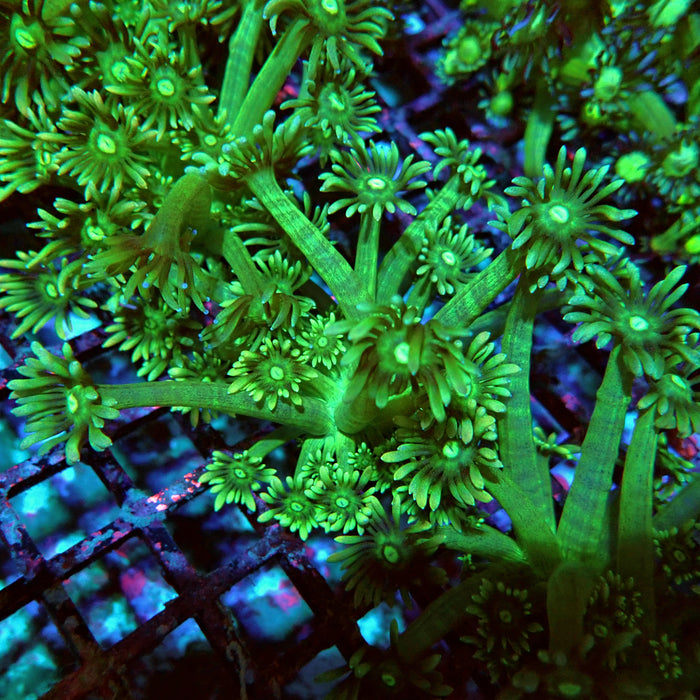 Goniopora Green