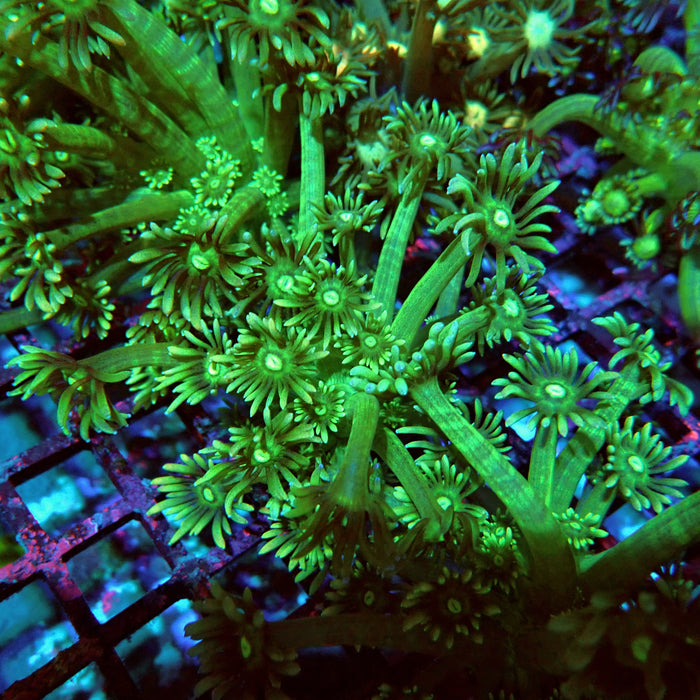 Goniopora Green