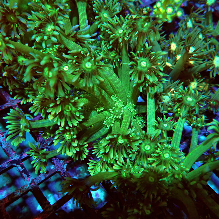 Goniopora Green