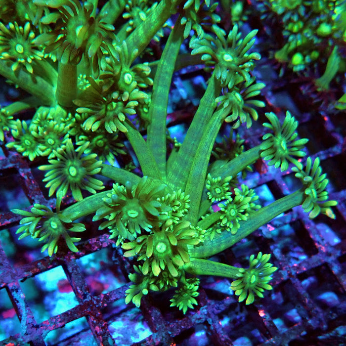 Goniopora Green