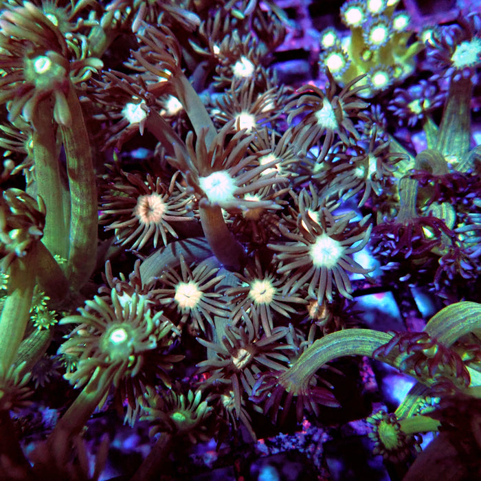 Goniopora Green Light Center