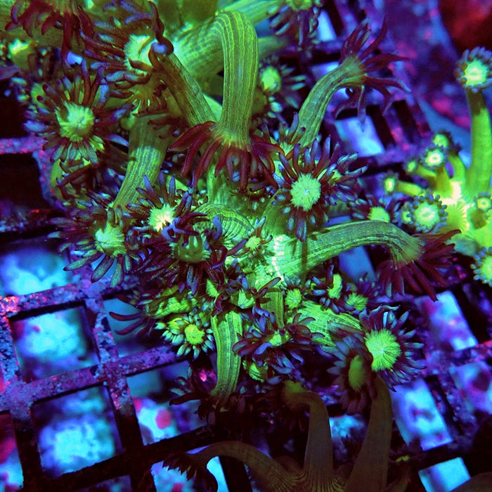 Goniopora Fake Glitter Contrast Long Polyps