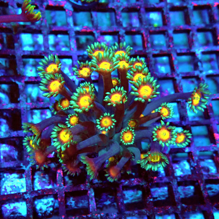Goniopora Yellow Center Orange Ring XL Polyps