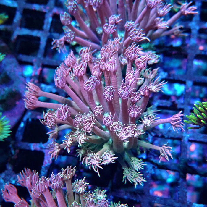 Goniopora Pink Green Base
