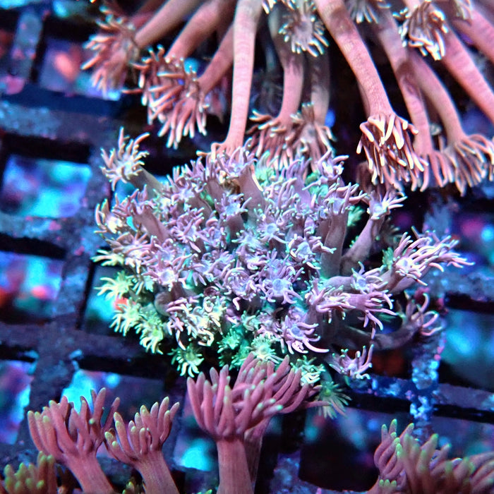 Goniopora Pink Green Base
