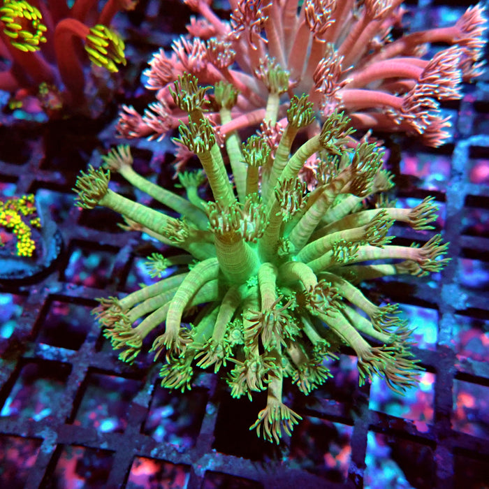 Goniopora Ultra Green Pink