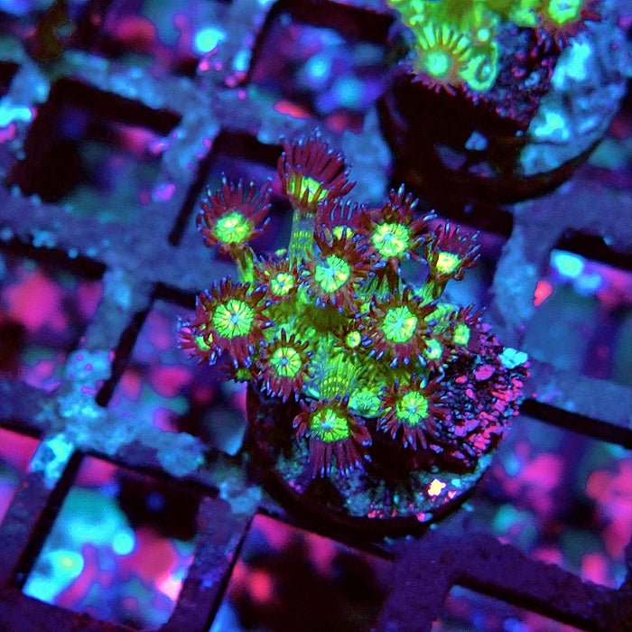 Glitter Goniopora