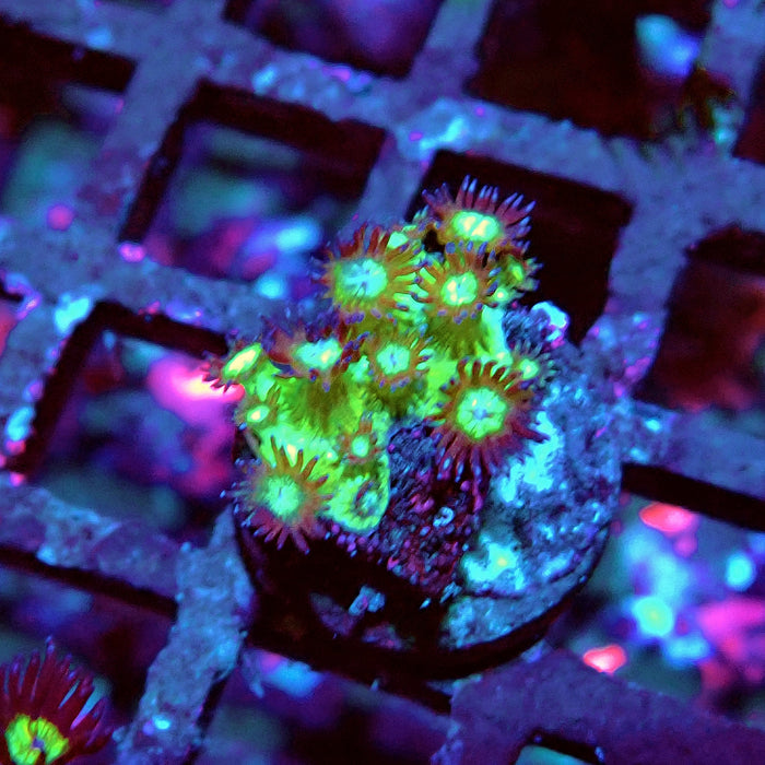 Glitter Goniopora