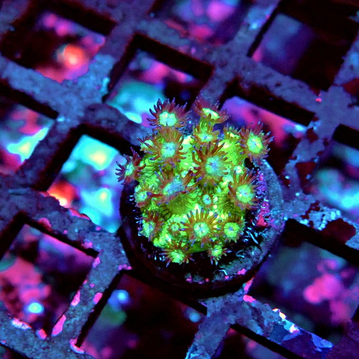 Glitter Goniopora