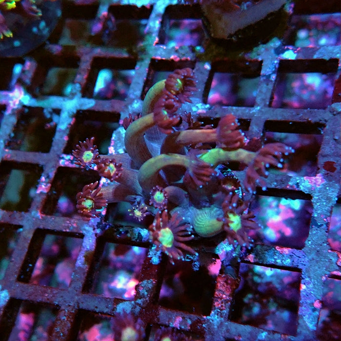Goniopora Reddish Large Polyp