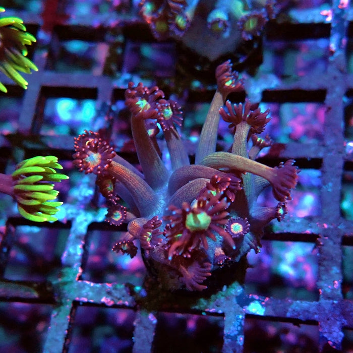 Goniopora Reddish Large Polyp