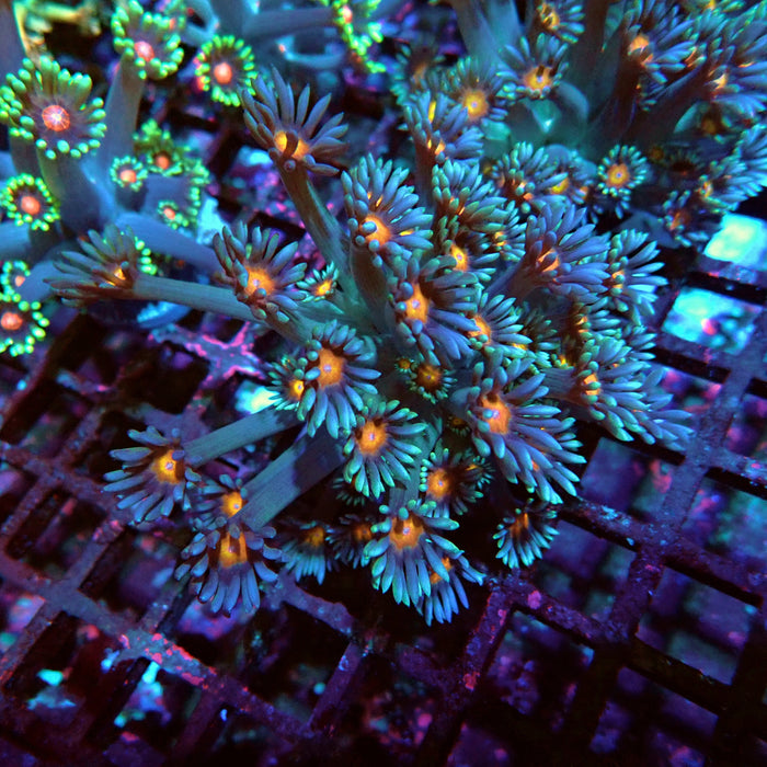 Goniopora Blue Orange Center Large Polyp