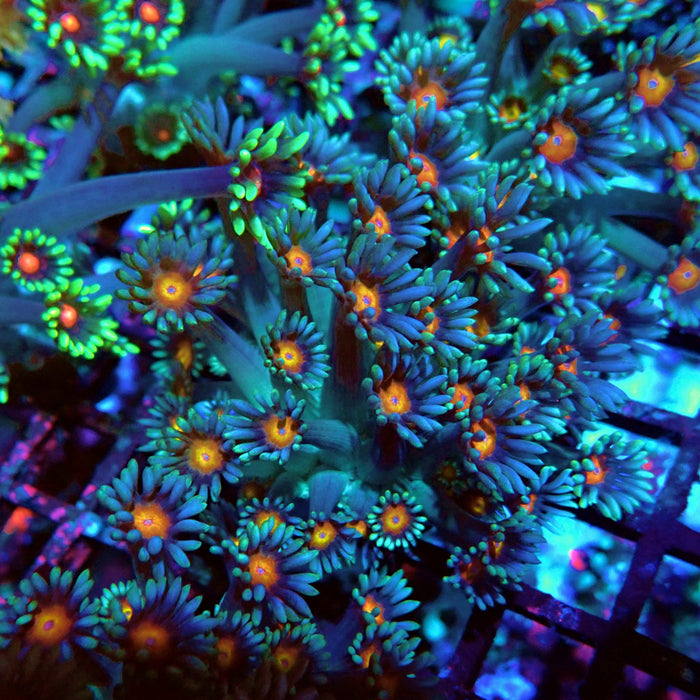Goniopora Blue Orange Center Large Polyp