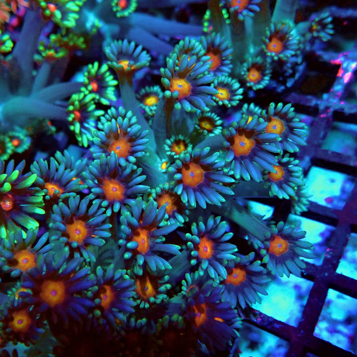 Goniopora Blue Orange Center Large Polyp