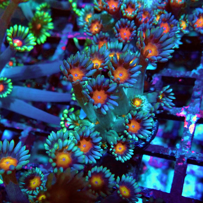 Goniopora Blue Orange Center Large Polyp